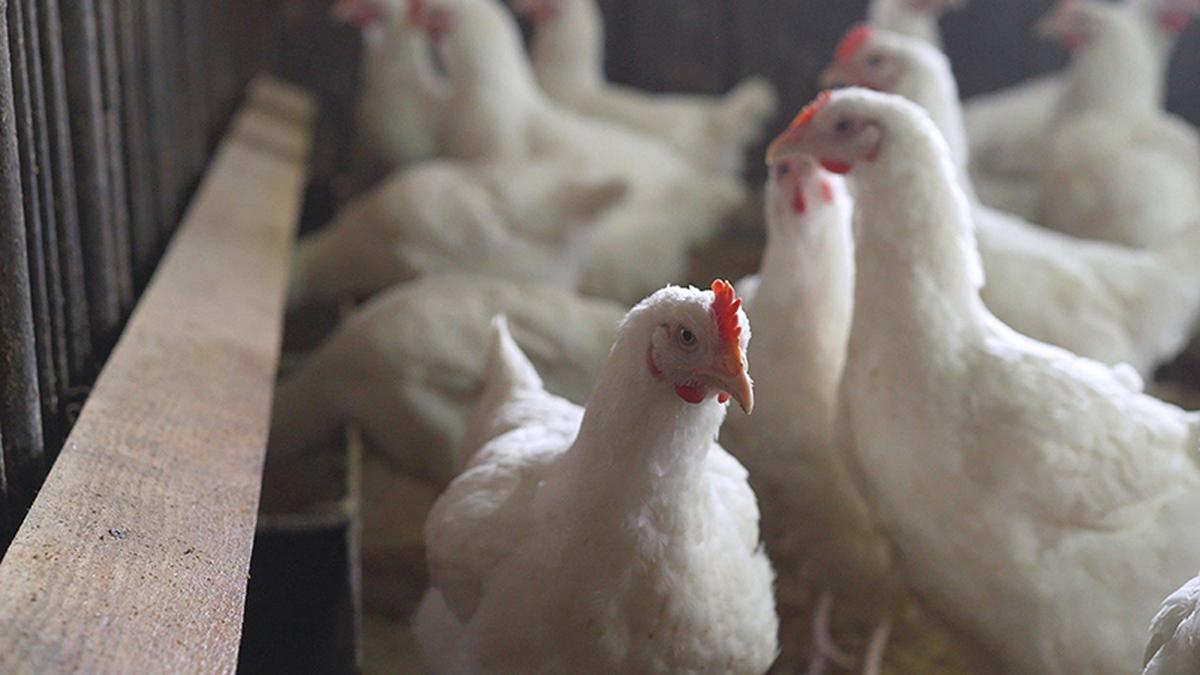 Heat roasts poultry farms, consumers left clucking over chicken price rise