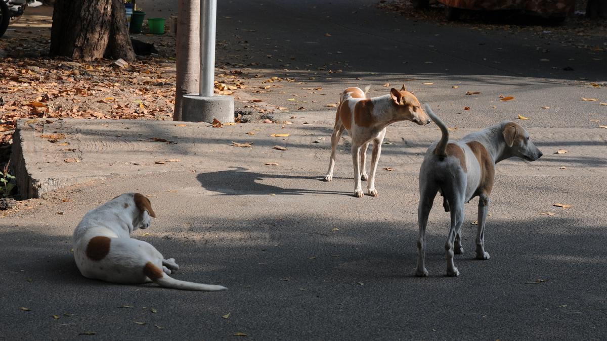 In bid to curb stray dog population, Erode Corporation scales up animal birth control programme, installs second surgery room