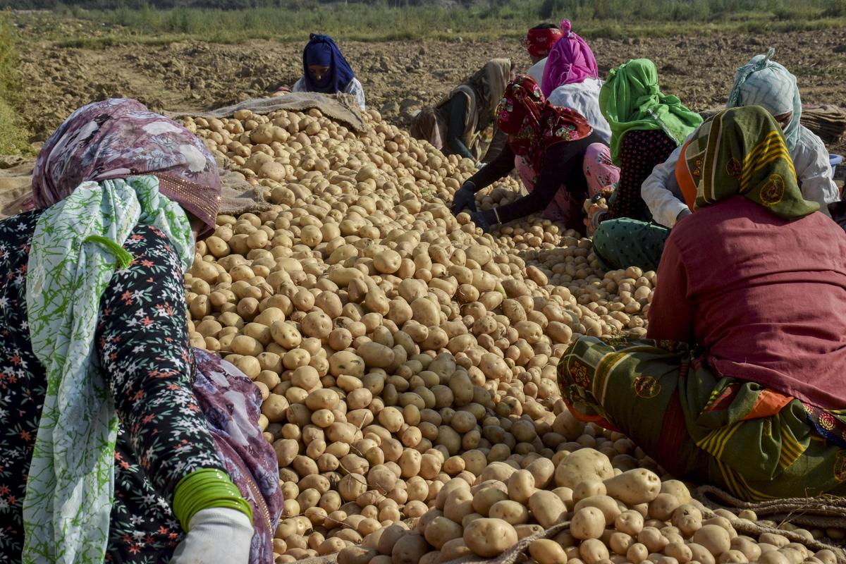 Centre’s potato procurement price is just half of input cost, allege farmers’ bodies