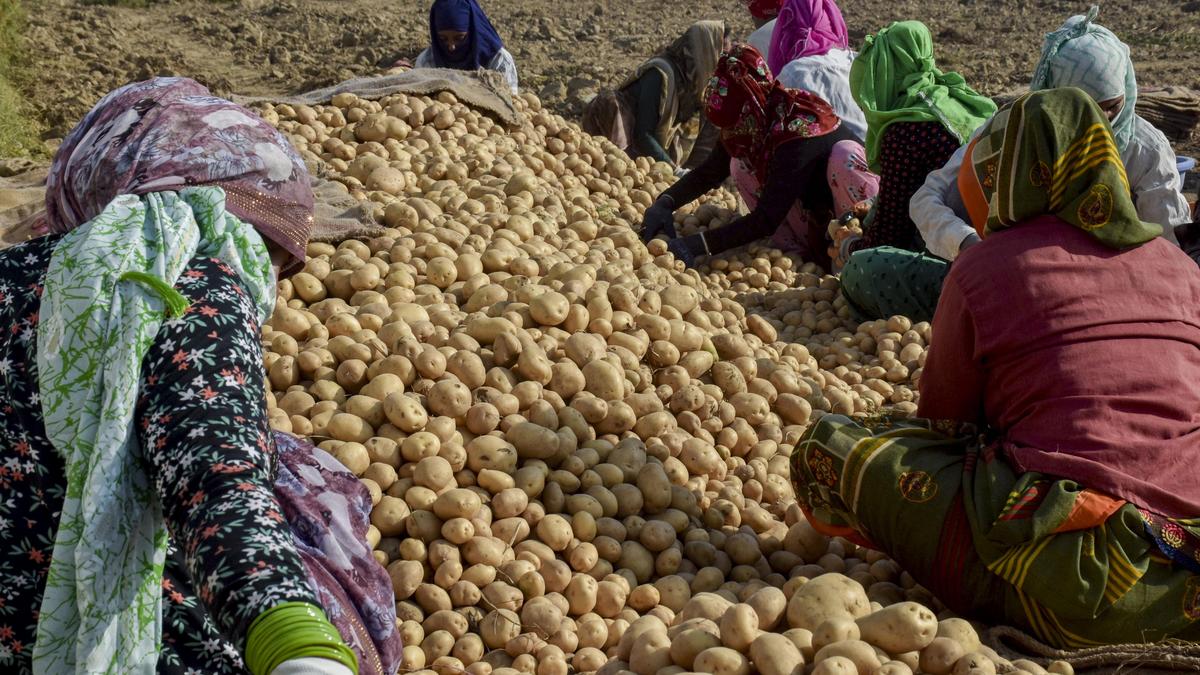 Centre’s potato procurement price is just half of input cost, allege farmers’ bodies