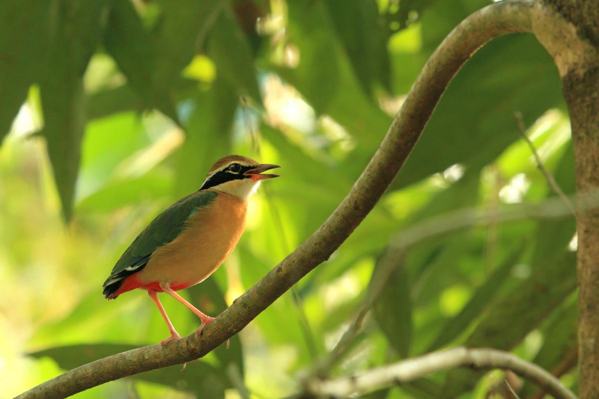 Indian Pitta