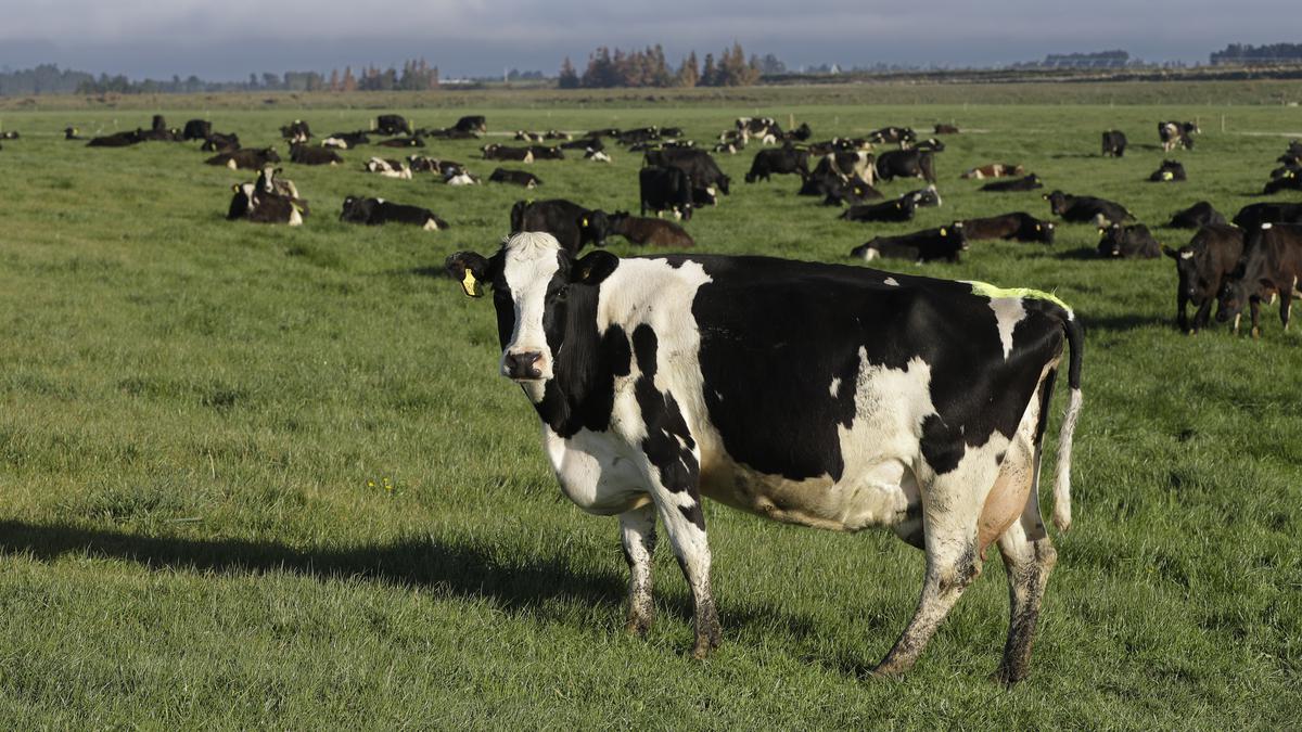 Bill Gates invests in startup that seeks to control methane emission from cow burps
