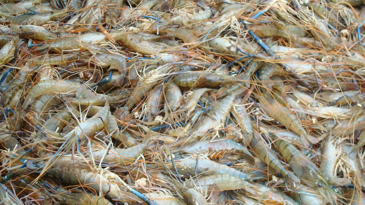 CIFA scientists improve strain of popular scampi prawn making it a fast-growing species 