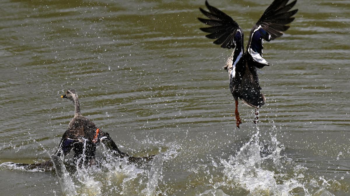 Heatwave tightens grip in Telangana as nine districts record above 43℃; over 42℃ in 22 districts