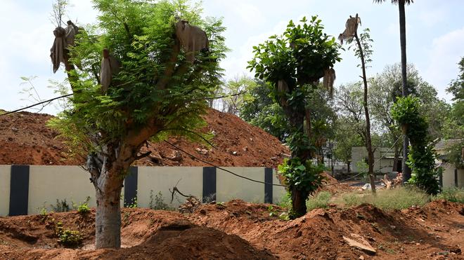 Tree-translocation-drive-yields-good-results-in-Tiruchi