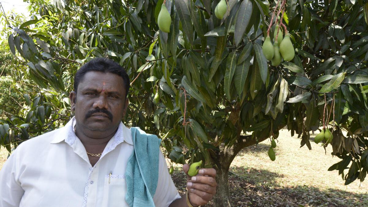 Watch | Why are mango growers in Karnataka suffering severe losses?