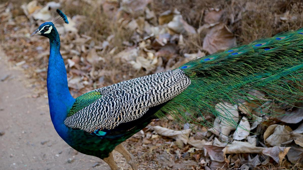 Shift in ecosystem of Parambikulam forests through the eyes of tribes