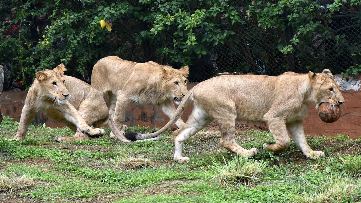 Surya, Chandra and Kabini hog the limelight at Mysuru zoo
