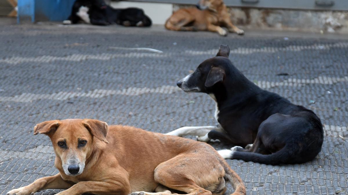 Residents call for change in ABC rules to curb stray dog menace