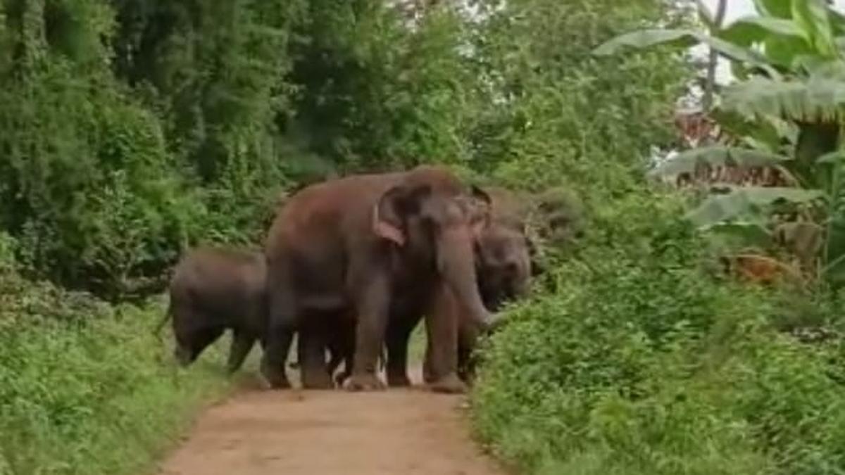 Elephant death toll in Madhya Pradesh’s Bandhavgarh reserve rises to 7; govt orders probe