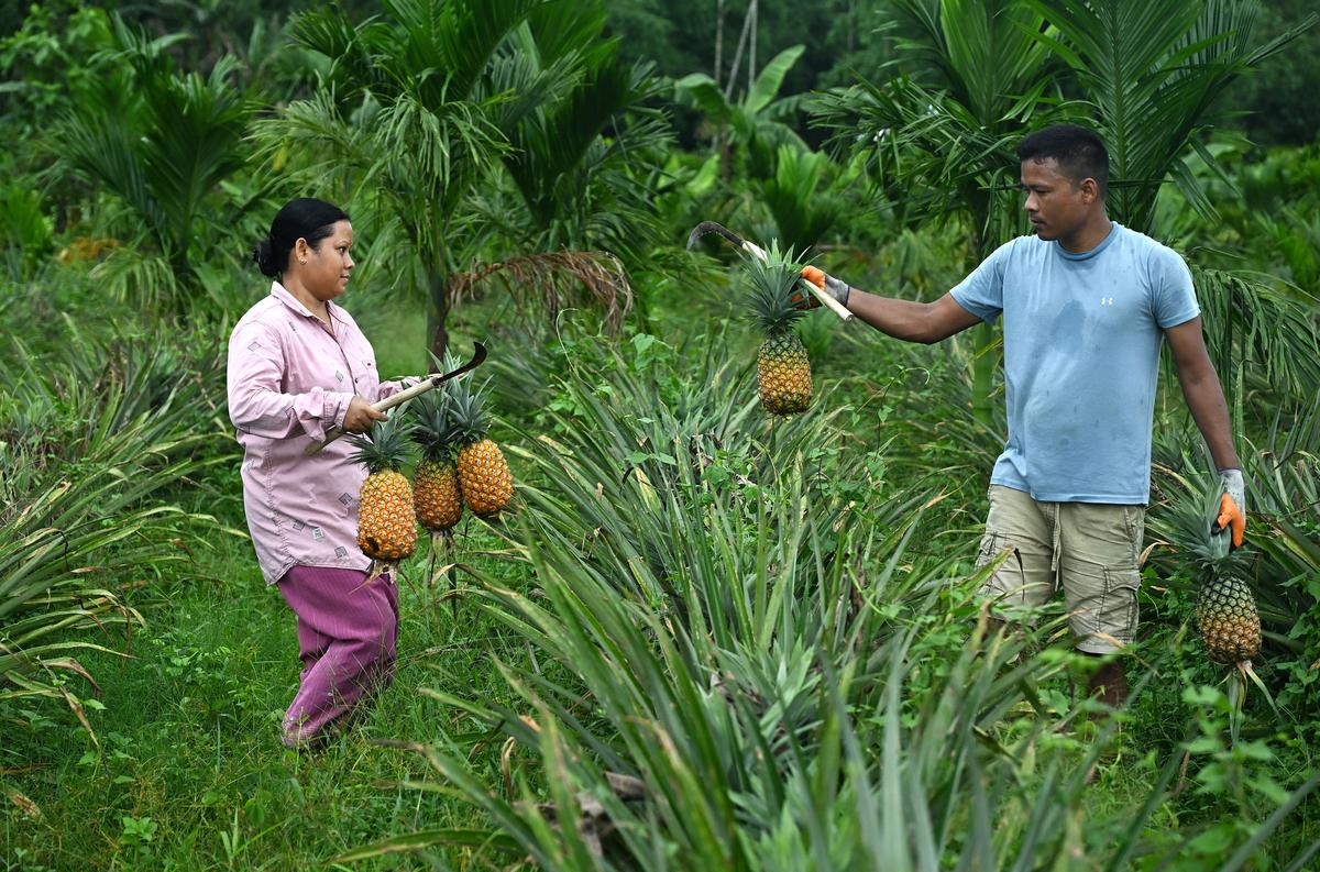 About 400 families are directly or indirectly employed by the licensed wineries in Meghalaya.