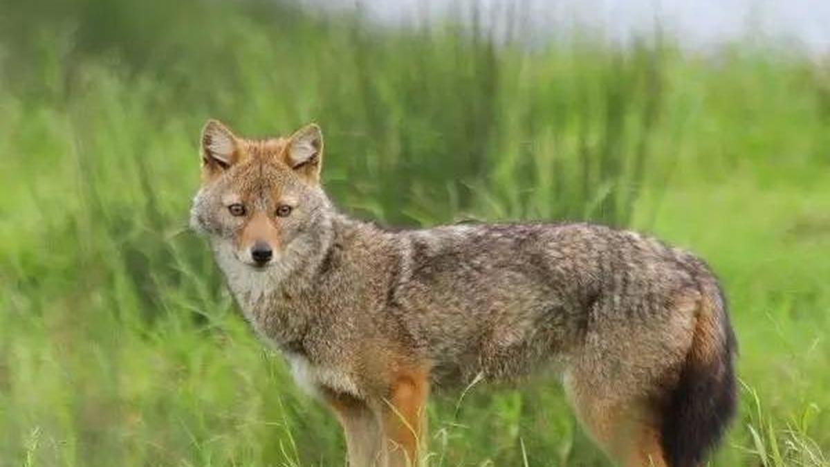 ‘Golden Jackal Ambassadors’ scheme to be launched in schools, colleges of Tenkasi district