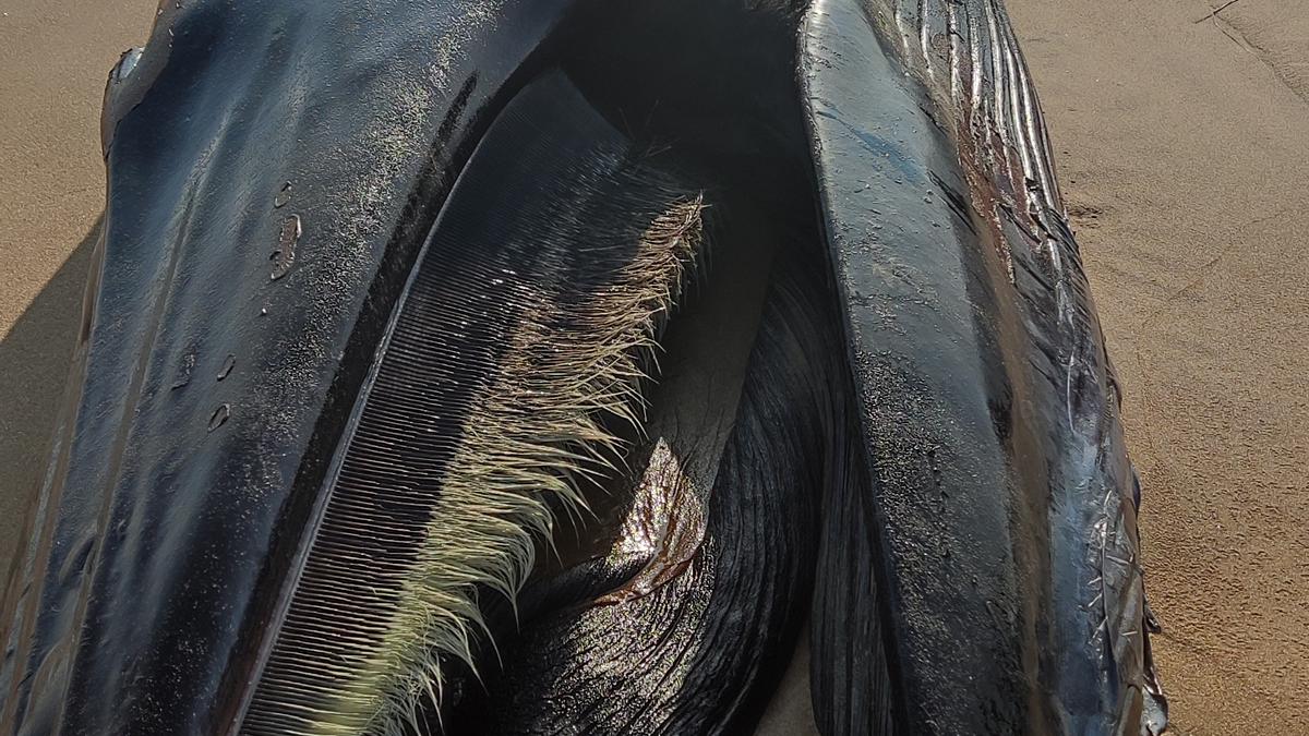 Bryde’s whale carcass in Srikakulam district of Andhra Pradesh baffles marine biologists