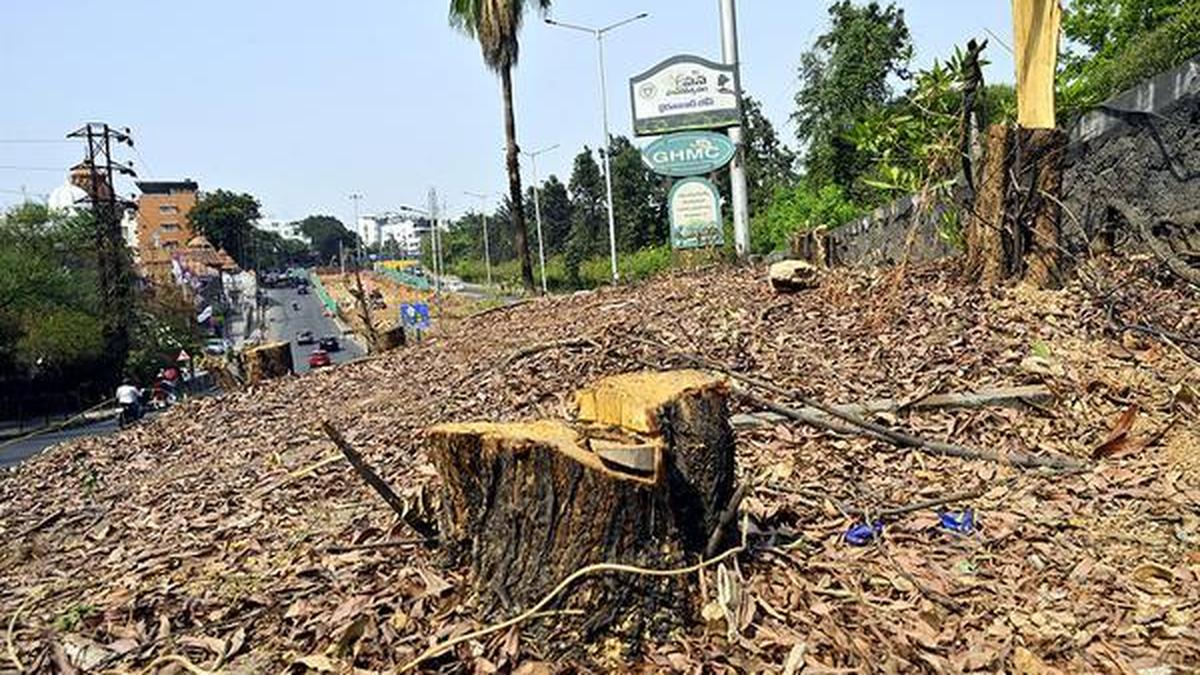 Tree felling permissions in Hyderabad passed with signatures of unauthorised persons