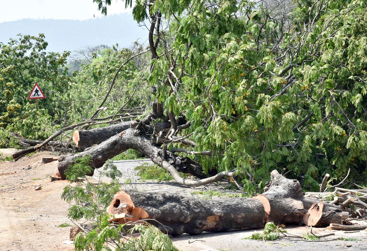 The MCC had searched permission on February 12, 2025, to cut the trees in the field that the road had to expand in 30 meters and the 40 trees obstructed it. 
