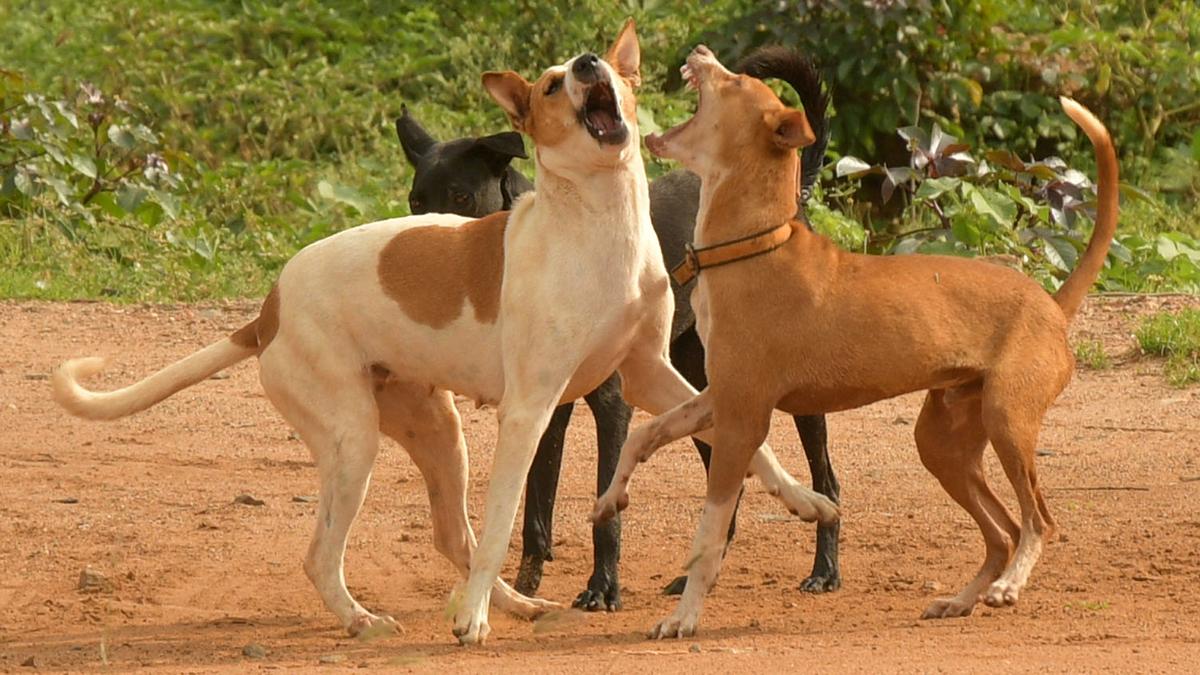 Municipalities in Tiruchi district told to control proliferation of stray dogs