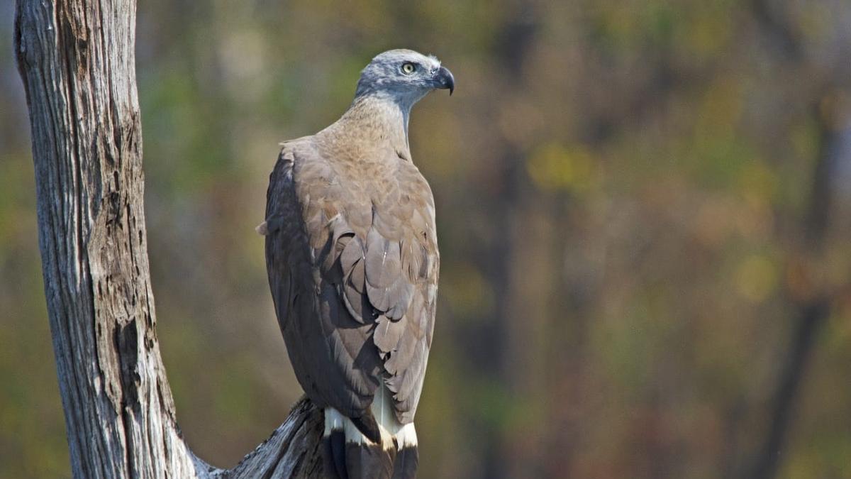 Mudumalai a ‘raptor hotspot’ with 58 species recorded since 2011
