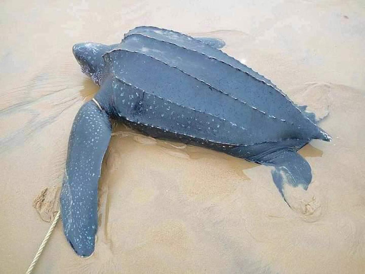 Leatherback, the world’s largest sea turtle, makes a rare appearance in ...
