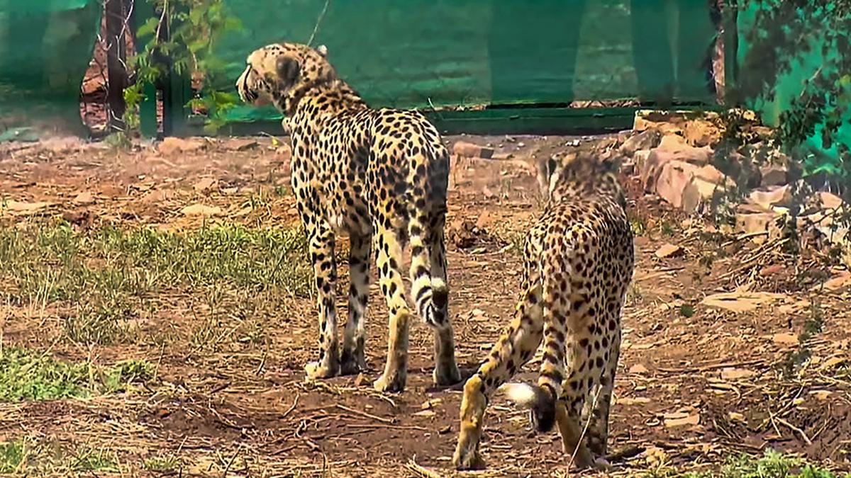 Two of the 8 cheetahs in Kuno National Park released into acclimatisation enclosure