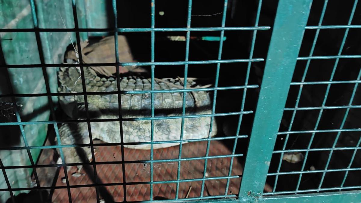 Crocodile captured from farm pond near Coimbatore, released into Bhavanisagar reservoir