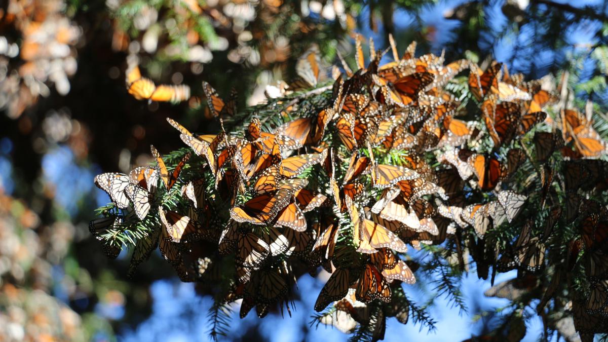 Monarch butterflies return to Mexico on annual migration