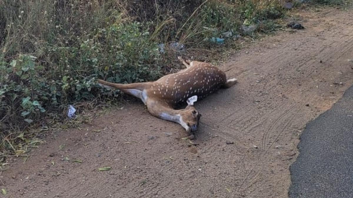 Spotted deer coming out of sanctuary for fodder, water get killed on road, hunted down by stray dogs