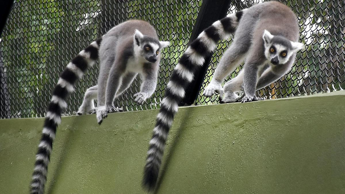 Ring-tailed lemurs get new enclosure at Mysuru zoo