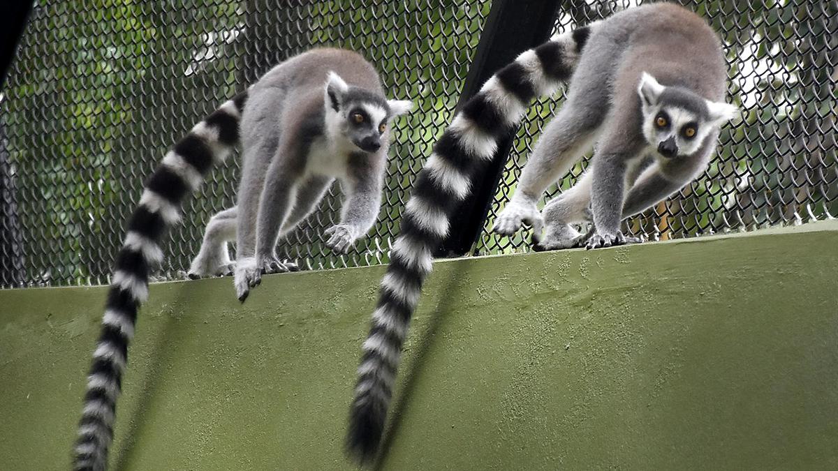 Ring-tailed lemurs get new enclosure at Mysuru zoo