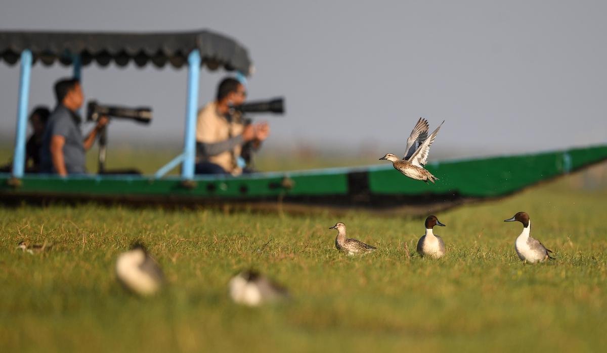 Photographers cross a group of migratory birds from Siberia in Mangalajodi, northeastern edge of Chilika Lake in Odisha.