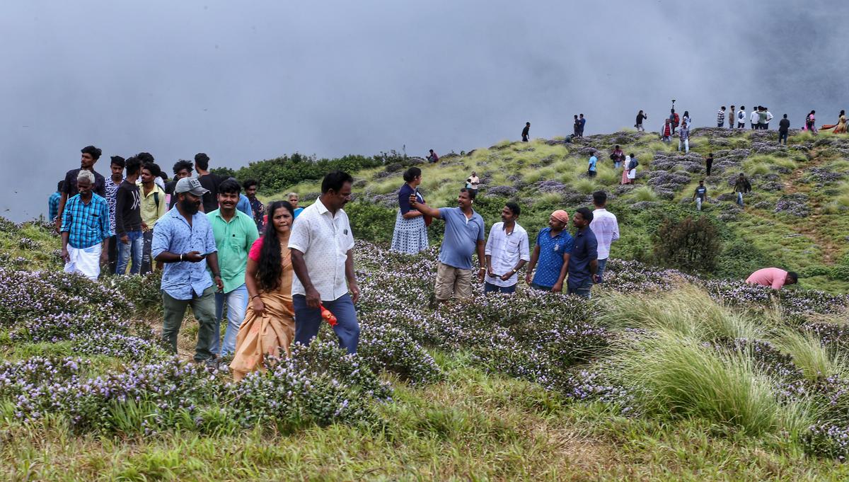 Tourists flock to Kallippara hills in Kerala’s Idukki district to relish Neelakurinji in bloom