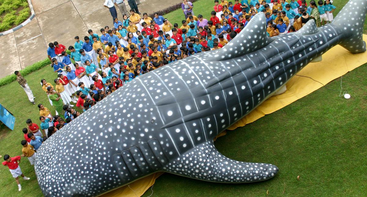 Whale shark campaign at schools in Gujarat