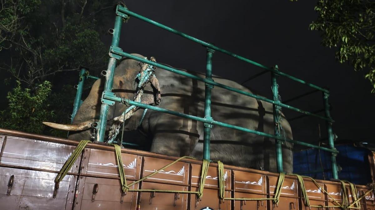 Forest Department captures tusker near Kudremukh, says animal killed two persons near Kerekatte in Sringeri taluk of Karnataka