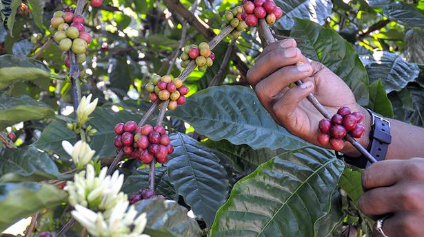 India’s coffee exports rise 19% in H1