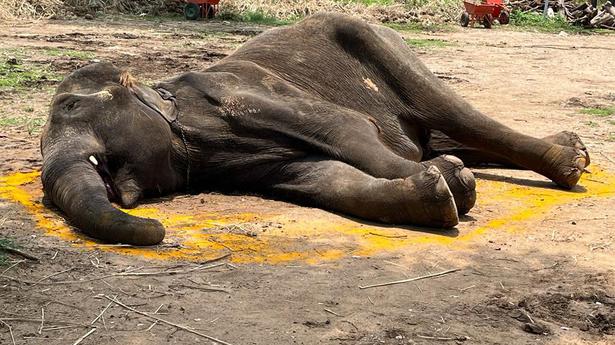 26-year-old ailing elephant dies at rescue centre in M.R. Palayam