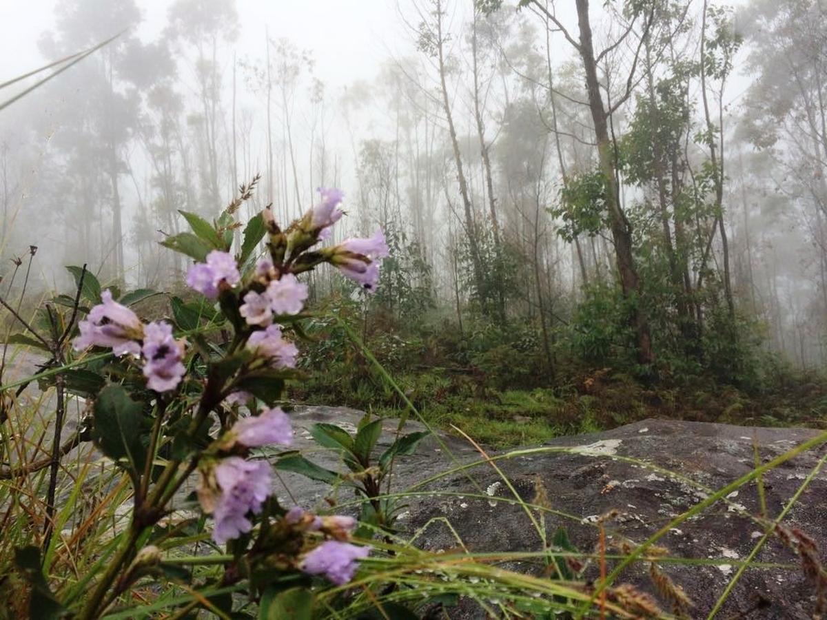 Neelakurinji in bloom inside the Neelakurinji sanctuary in Vattavada, near Munnar, in Idukki. (File photo)