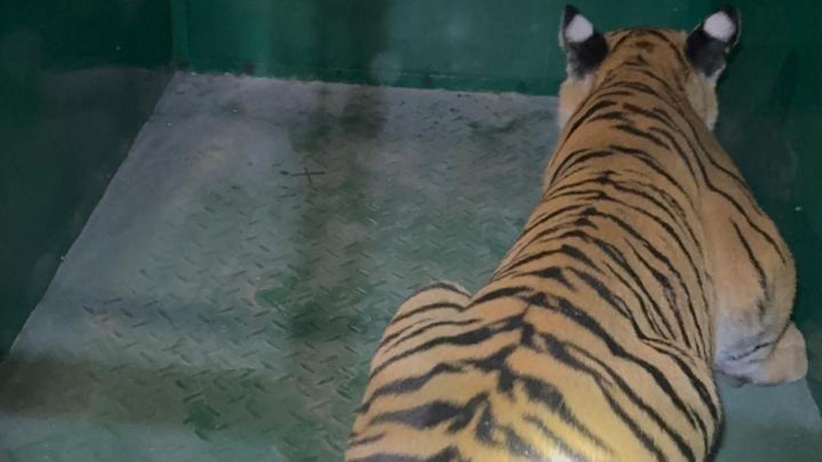 One of four tiger cubs captured at Nanjedevanapura after CCTV sighting