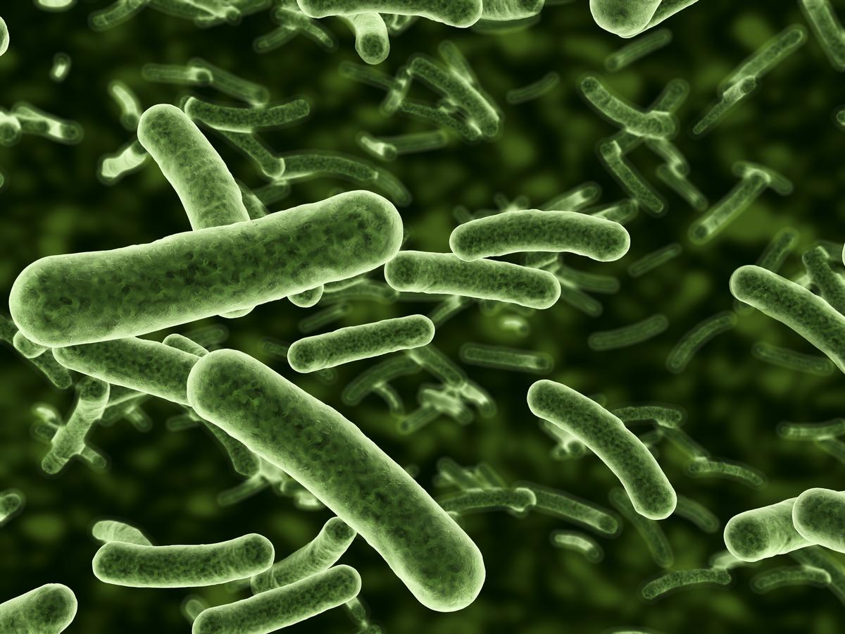 Cinq types de bactéries ont coûté la vie à 6,8 lakh en Inde en 2019 : étude du Lancet