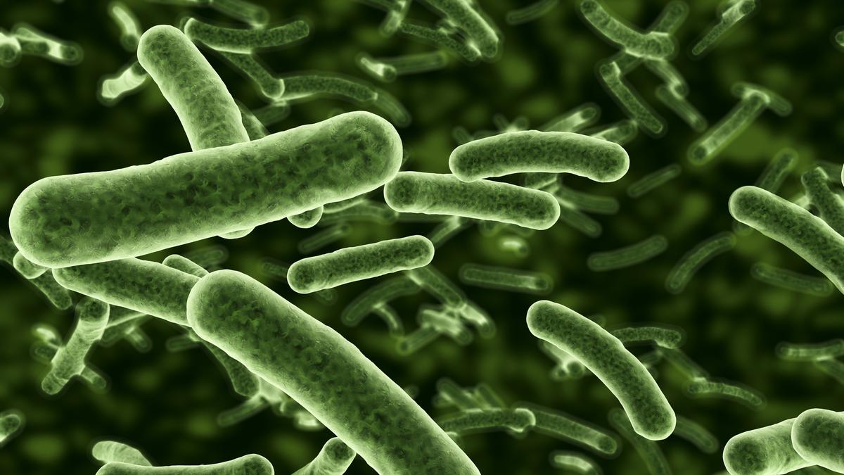 Five bacteria types claimed 6.8 lakh lives in India in 2019: Lancet study