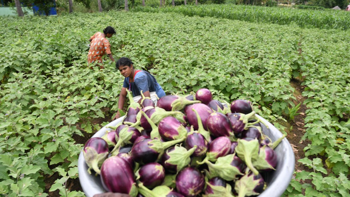 A farm-to-table market in Coimbatore showcases sustainability as a way of life