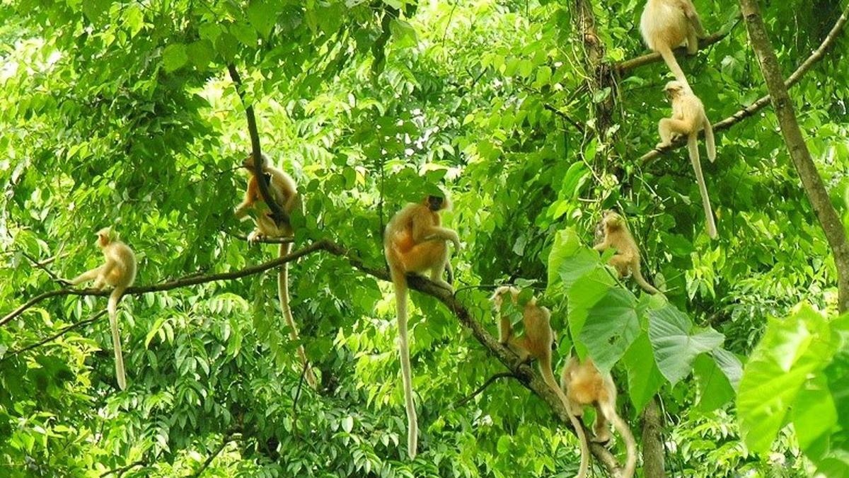 India’s golden langur population estimated at 7,396