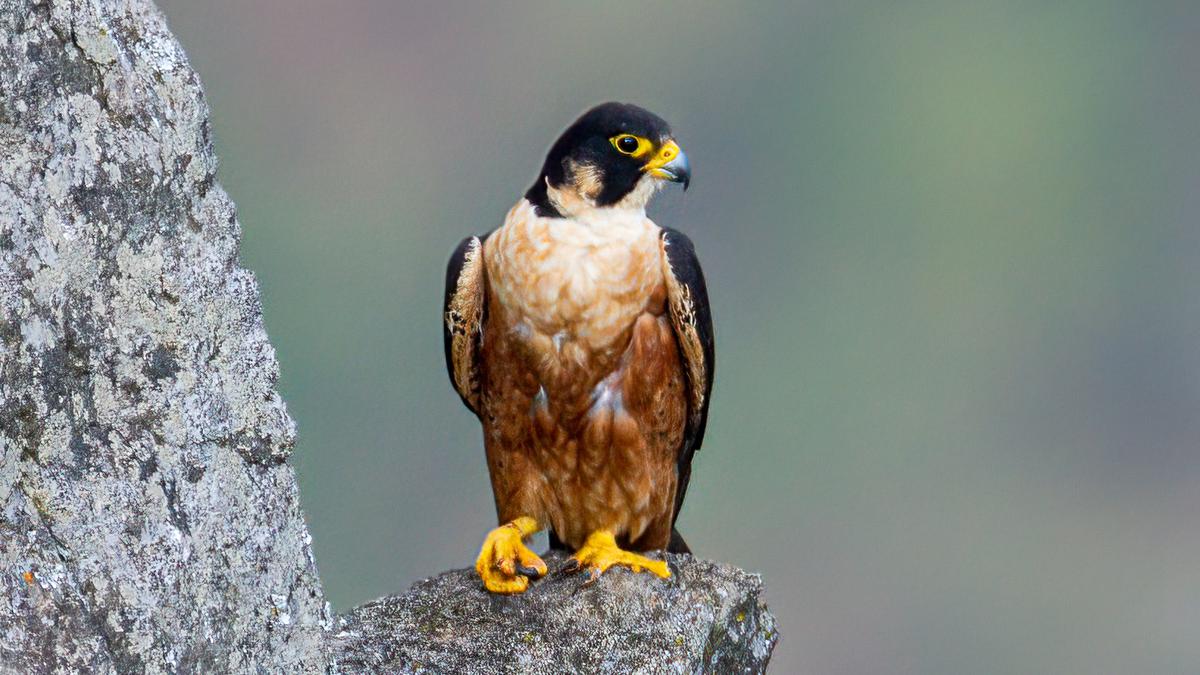 Synchronised survey for terrestrial birds record 204 species in Coimbatore Forest Division