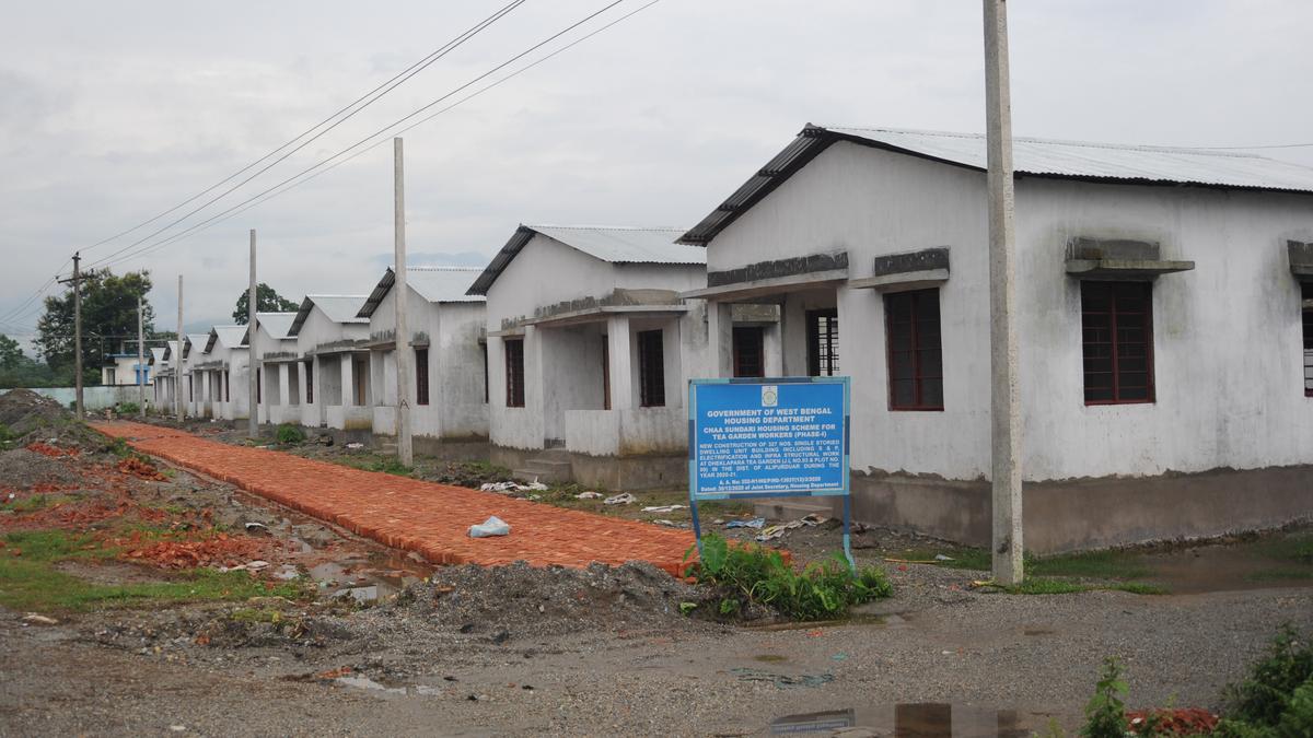 West Bengal Chaa Sundari results loss of income and community feeling, says study