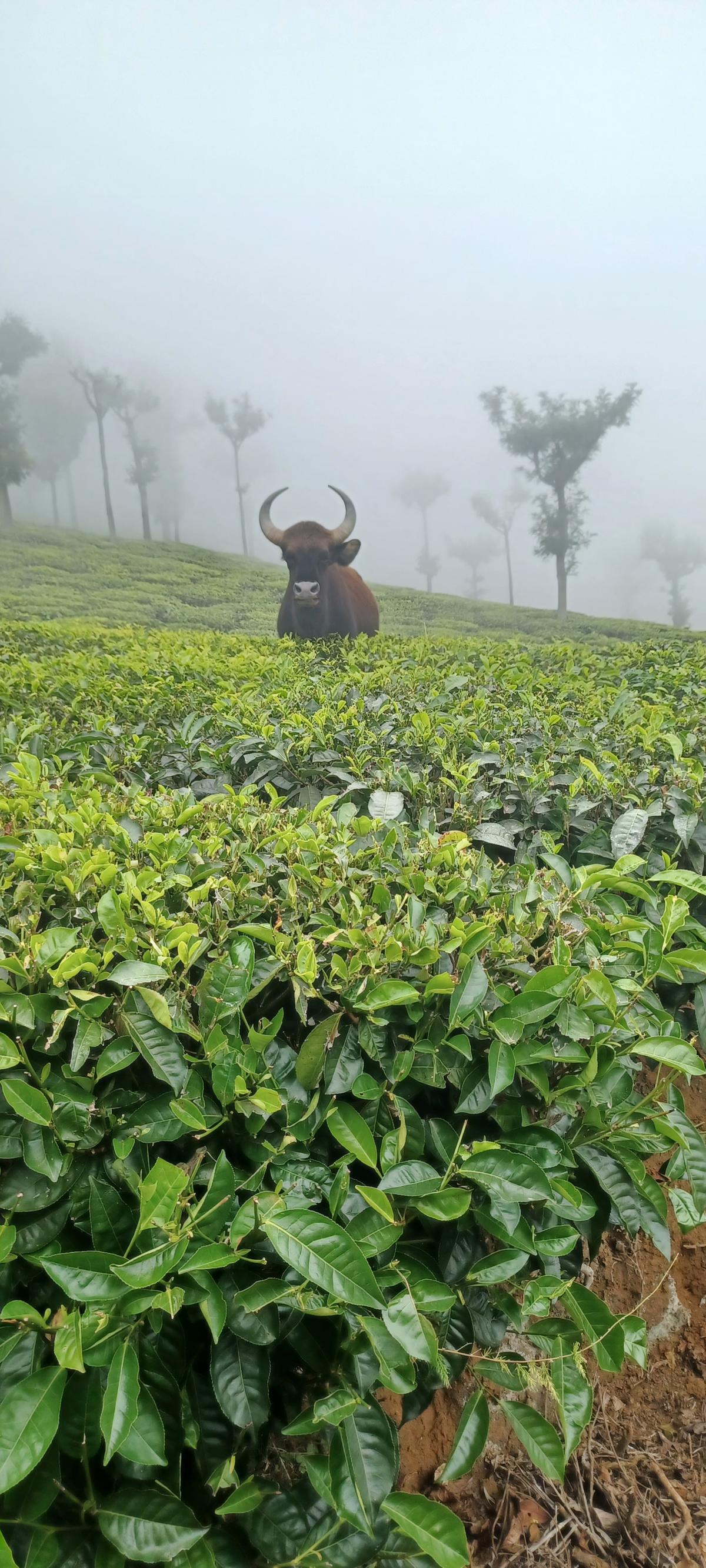 A mighty gaur at the teas estate in Coonoor 