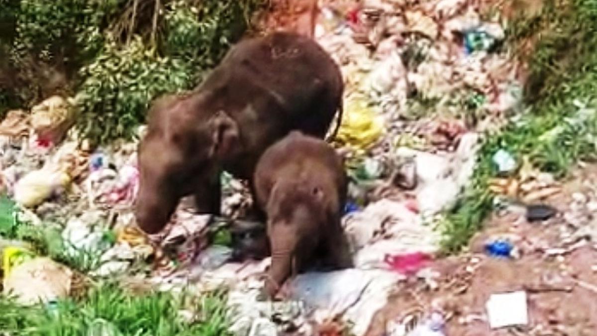 Dump yard in elephant habitat poses threat to wild elephants, Forest dept. issues notice
