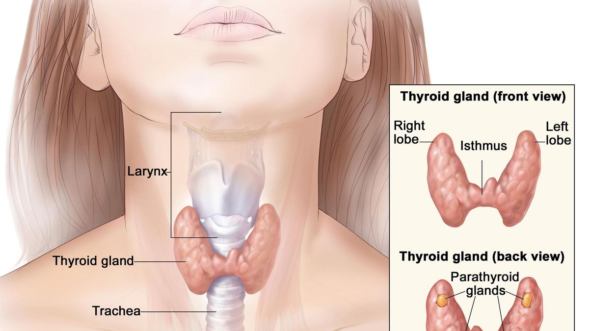 Do you think you have a malfunctioning thyroid? Doctors say, consult before testing