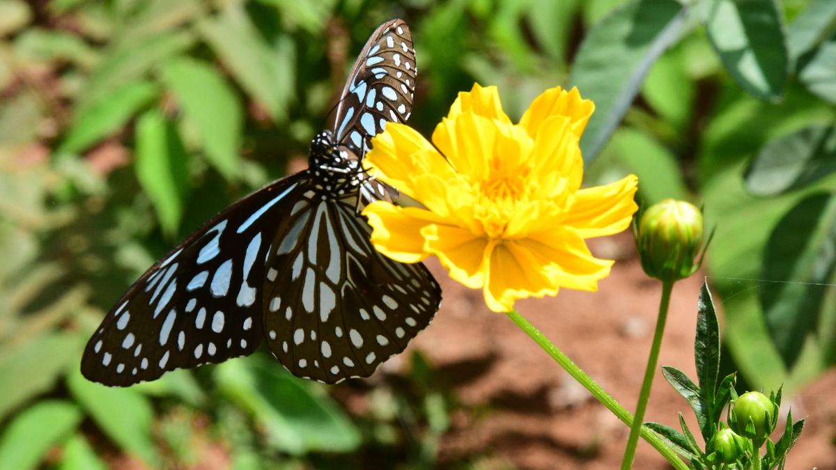 NCBS study reveals how butterflies fool and escape their predators