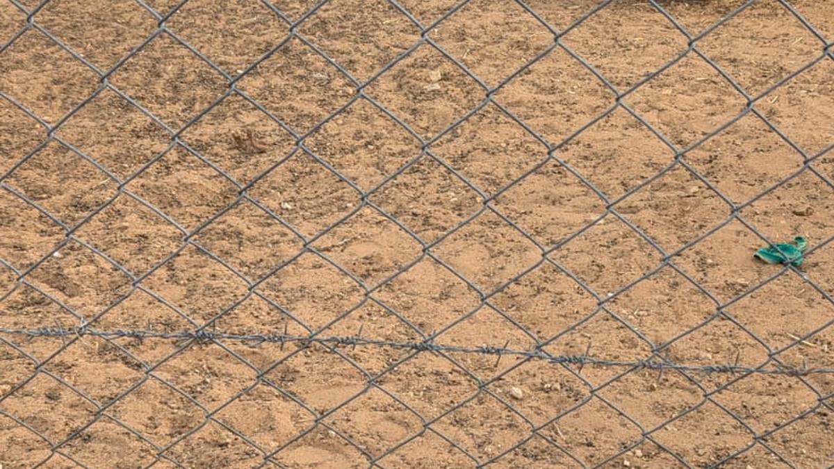 Kangayam farmers tweak fencing method to prevent attack on livestock by wandering dogs