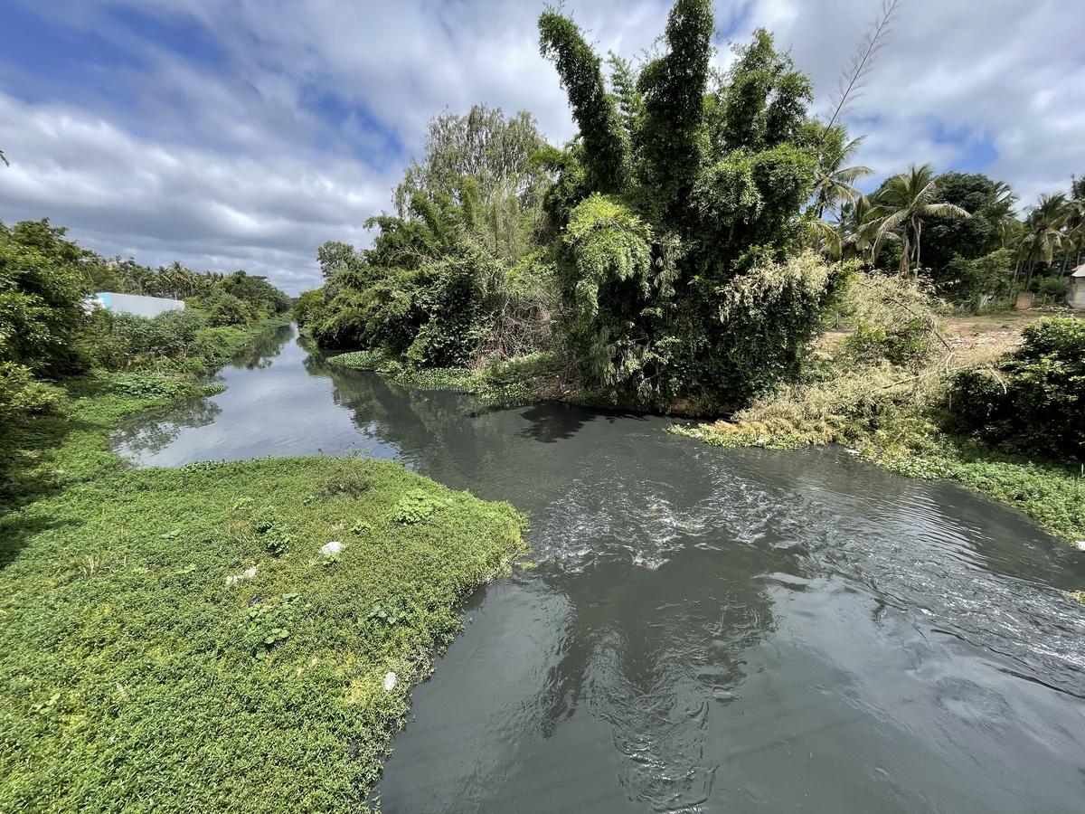 According to a study, the decline of the Arkavati’s flow into T.G. Halli reservoir is directly caused by the expansion of eucalyptus cultivation and increased groundwater pumping in the catchment area.