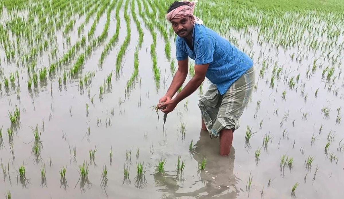 T.N. rains | Paddy in over 45,800 hectares in 24 districts submerged, says State government