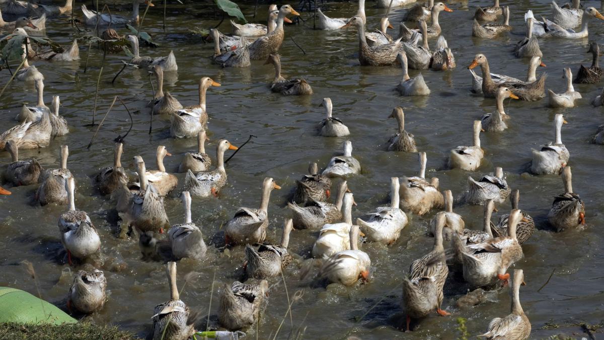 Viruses in Cambodian bird flu cases identified as endemic clade